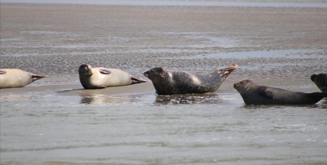 Au P'Tit Bonheur Baie De Somme Apartman Nibas Kültér fotó